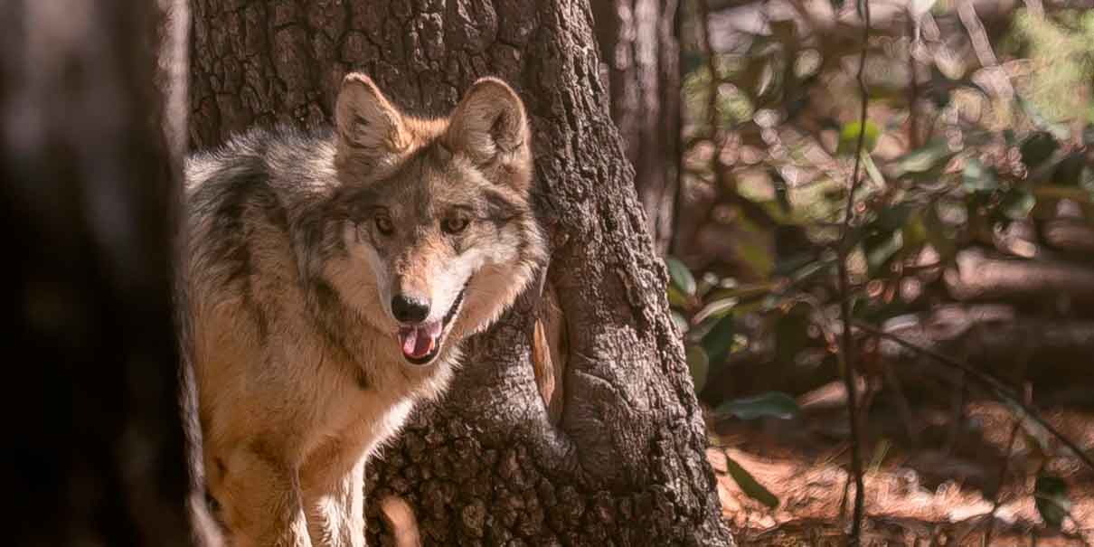 Liberan familia de lobo mexicano en Durango