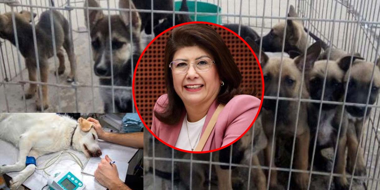 Senadora de Morena acepta sacrificio de 10 mil perros en su gestión como alcaldesa de Tecámac