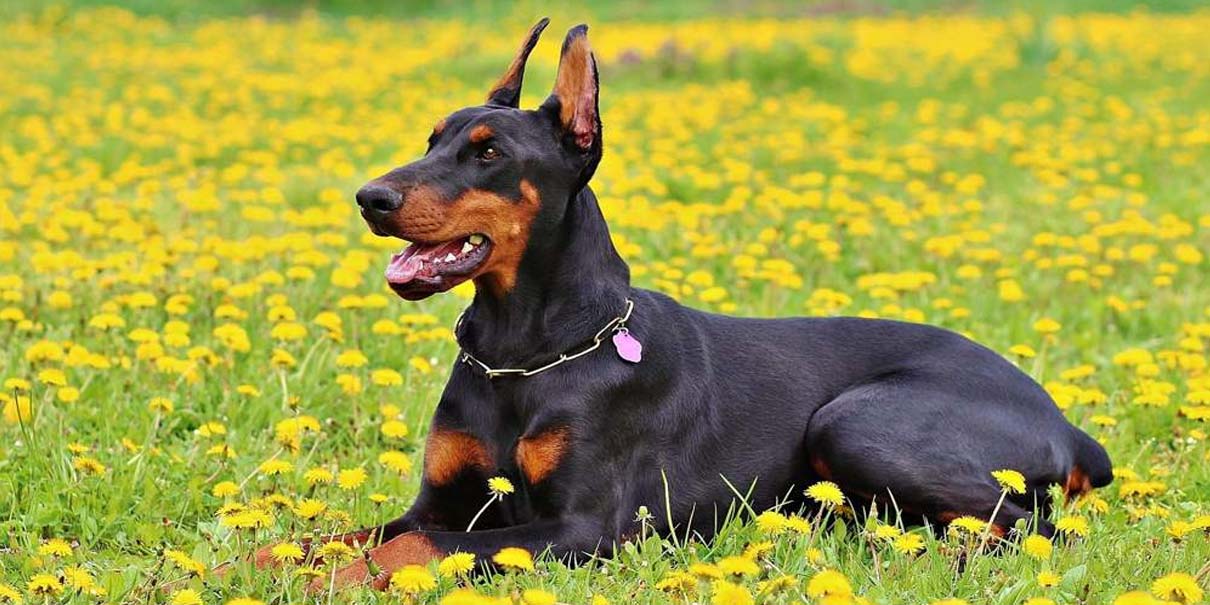 ¡Alerta en CDMX! Detectan gusano barrenador en perro y temen propagación