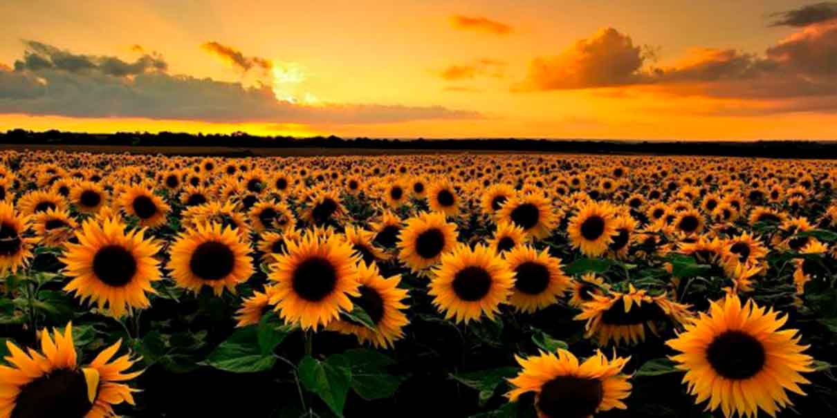 Los campos de girasoles más bonitos de Morelos: guía completa para tu próxima escapada
