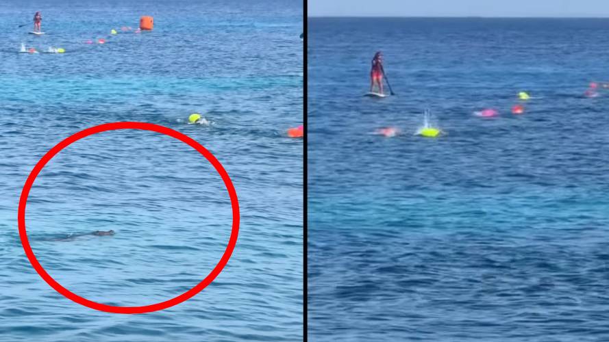 Avistan un cocodrilo en el mar durante una competencia de natación infantil