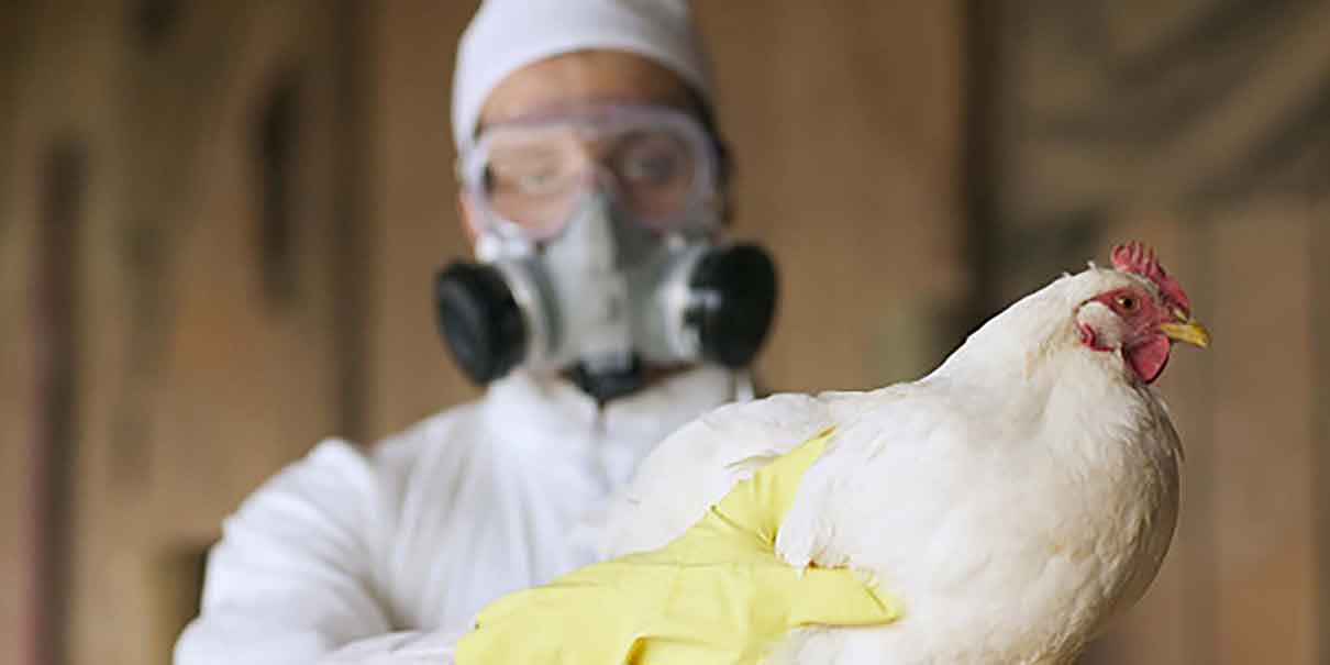 Detectan primer caso de gripe aviar humano en México; Salud asegura que el riesgo es bajo