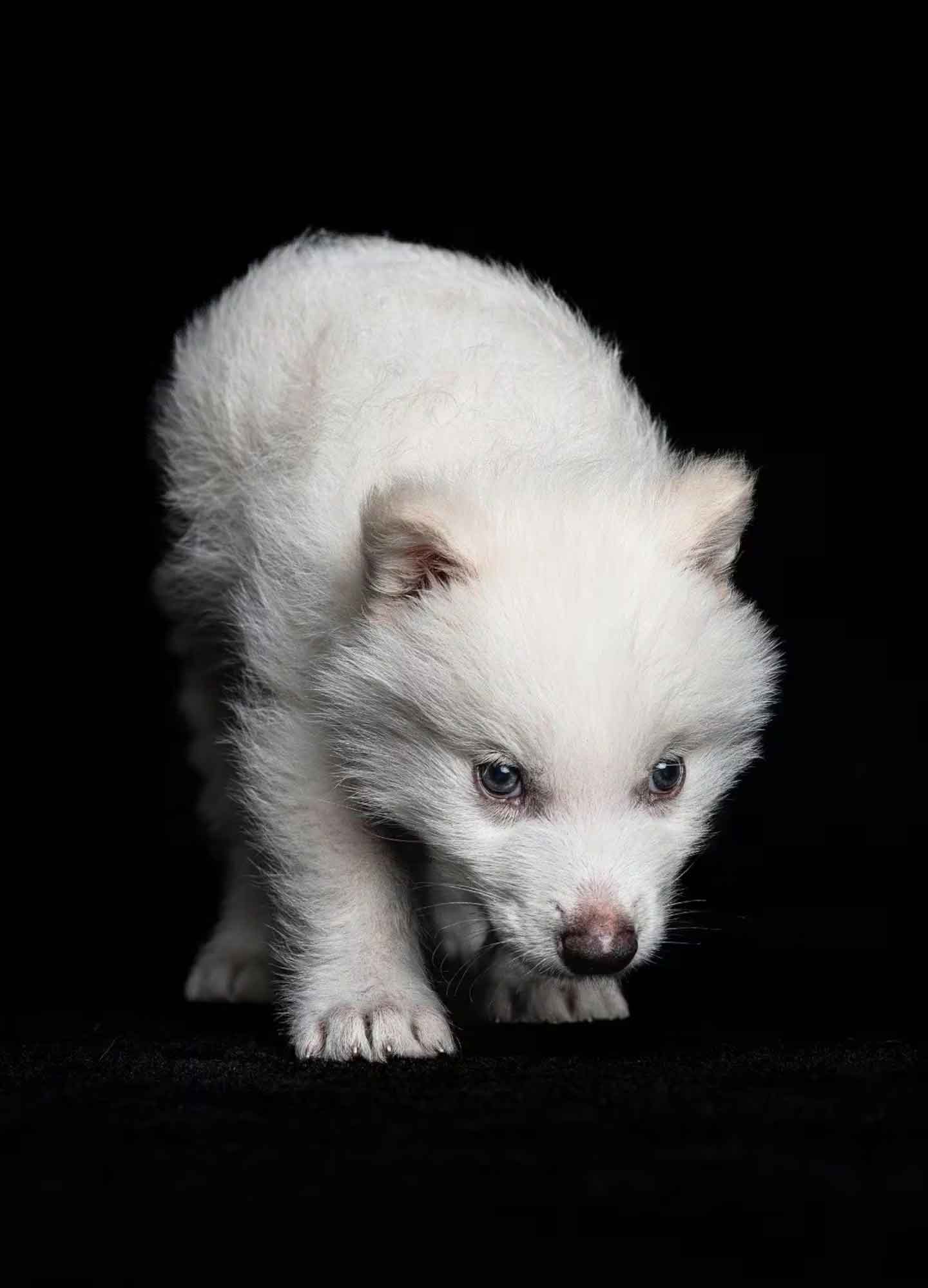 El lobo terrible vuelve a la vida: Científicos logran traerlo de vuelta después de 12 mil años