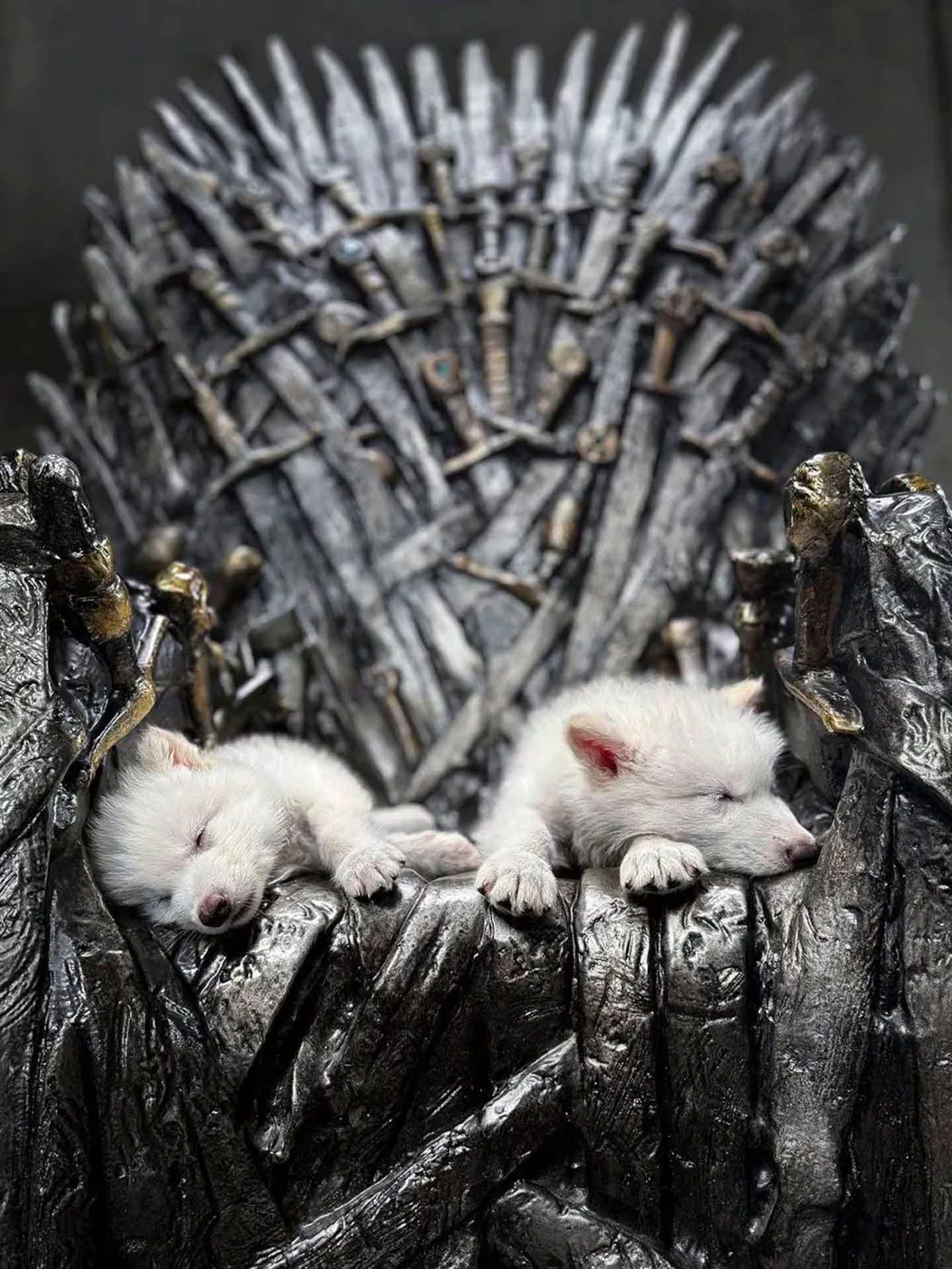 El lobo terrible vuelve a la vida: Científicos logran traerlo de vuelta después de 12 mil años