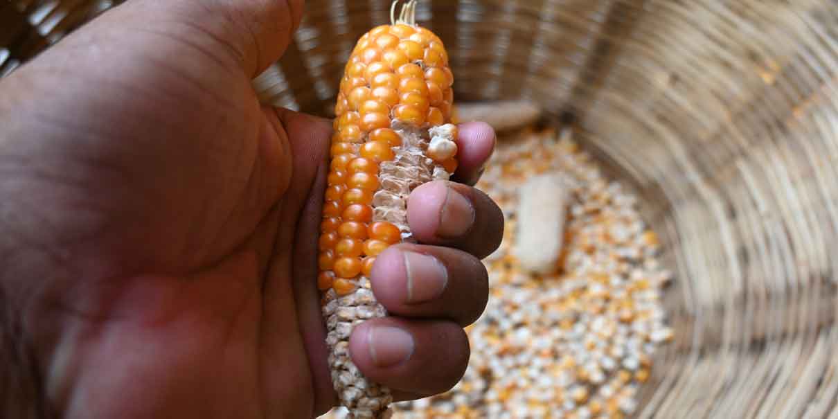 México aprueba ley que prohíbe el maíz transgénico ¿Qué riesgos existen al consumirlo?