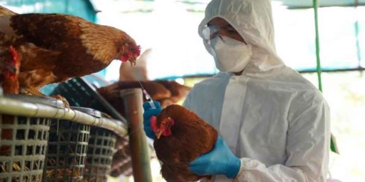 Detectan primer caso de gripe aviar humano en México; Salud asegura que el riesgo es bajo