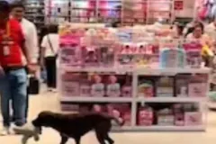 Perrito “roba” peluche en plaza de Yucatán y clientes hacen coperacha para comprarlo