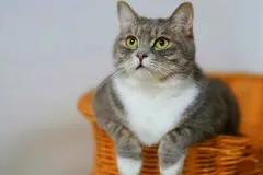 Día Internacional del Gato 20 de febrero: origen, historia y beneficios para la salud