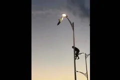 Joven rescata gaviota atorada en un poste en BCS  y se vuelve viral en redes sociales