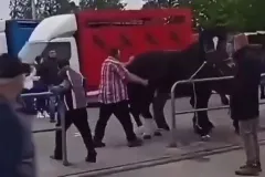 Caballo responde con tremendo patadón a hombre que le jalaba la cola