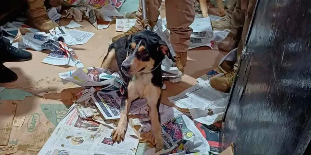 SCJN frena el sacrificio de animales en ritos de santería en la CDMX