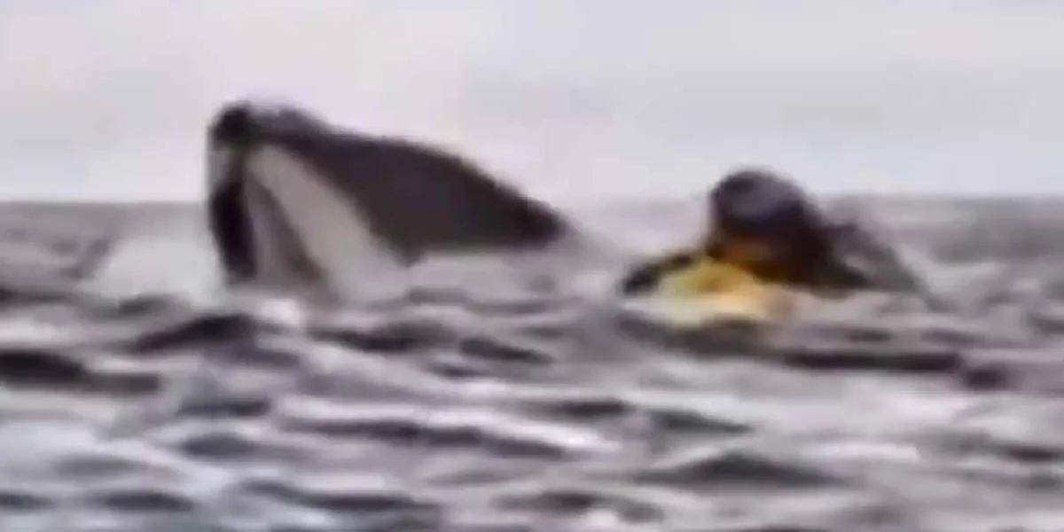 Ballena se TRAGA y ESCUPE a joven en el estrecho de Magallanes