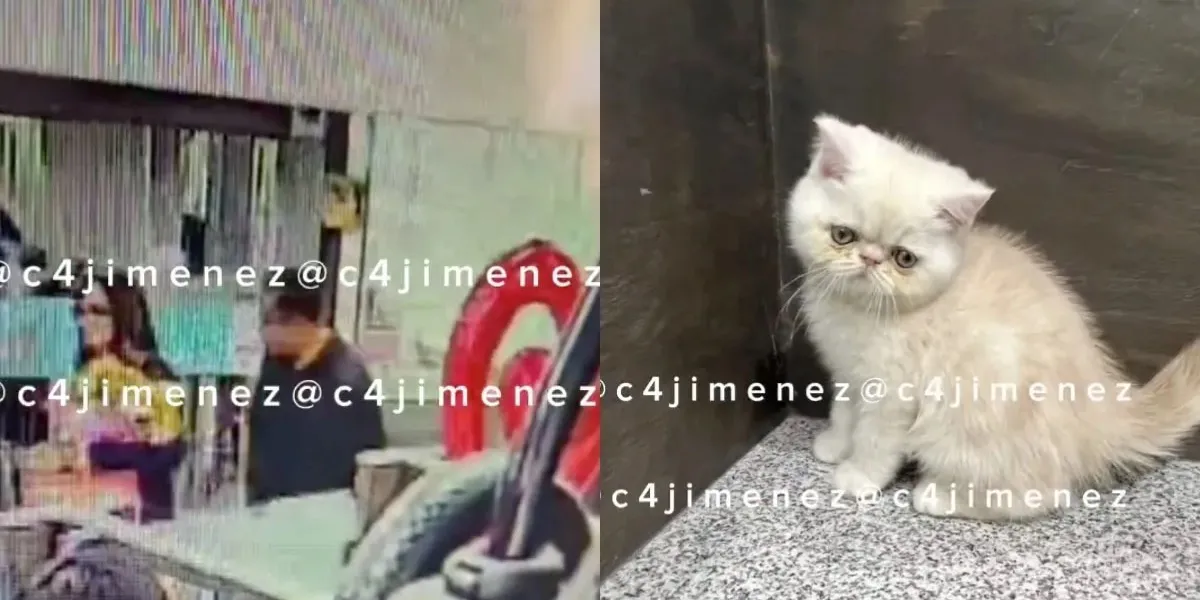 Pareja roba gato de una tienda con un valor de 64 mil pesos 