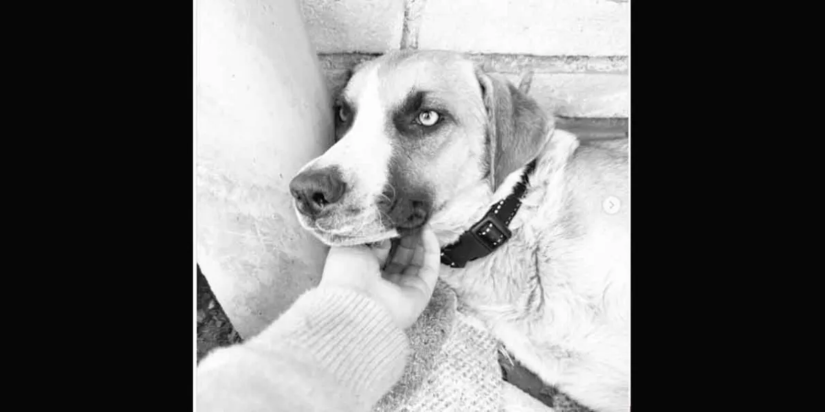 Muere 'Chichi de tristeza tras perder a sus cachorros en un incendio en San Pedro Cholula