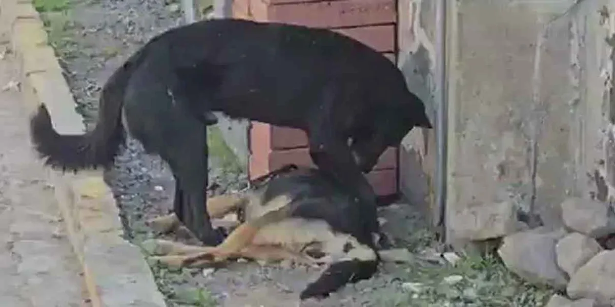 Perro intenta despertar a su compañero envenenado en Atlixco