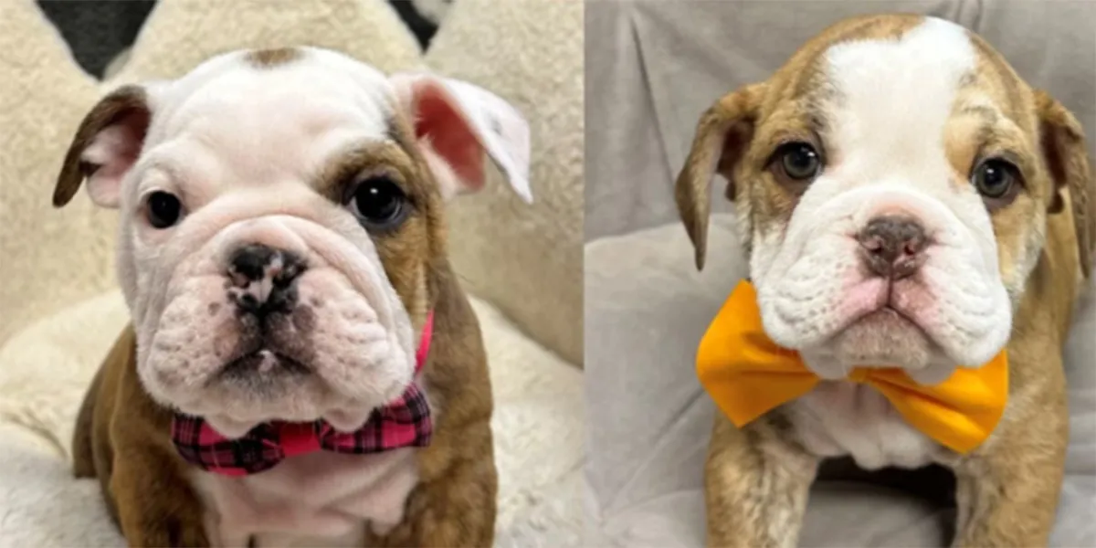 Ladrón finge convulsión para robar cachorros valuados en 8,000 dólares en tienda de EE.UU.