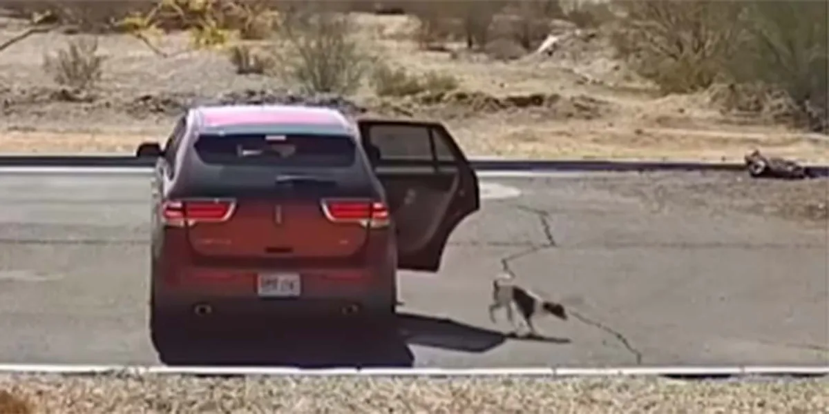 Cruel abandono en Arizona: Policía busca a mujer que dejó a su lomito en plena carretera