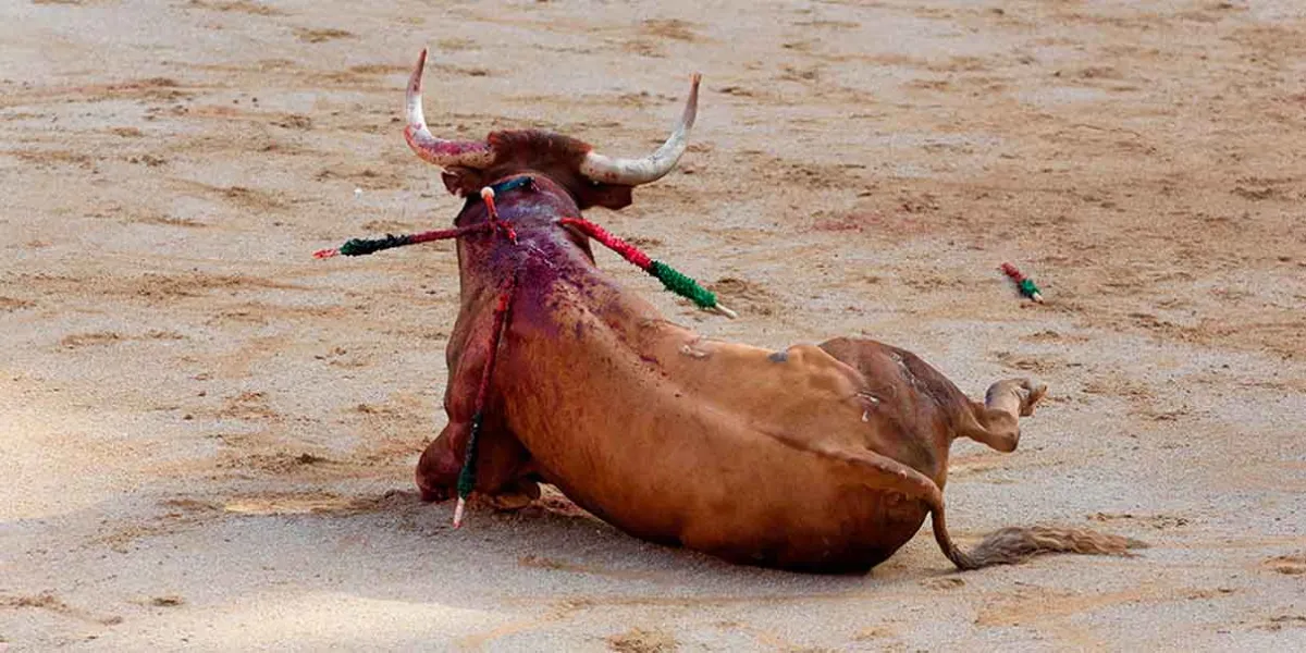 Eliminan recurso que impedía al Congreso discutir la prohibición de corridas de toros en la CDMX