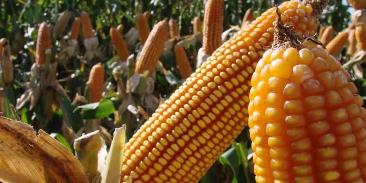 México aprueba ley que prohíbe el maíz transgénico ¿Qué riesgos existen al consumirlo?