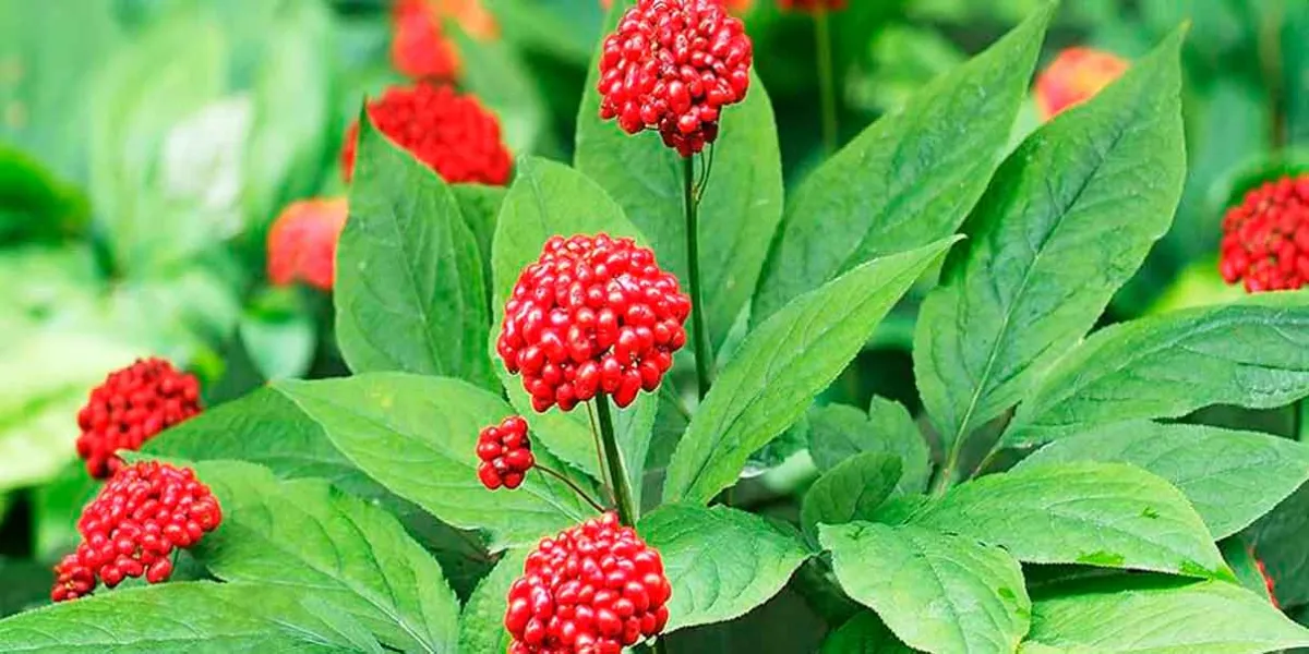 Beneficios y cómo conseguir Panax ginseng, el aliado natural para la cognición