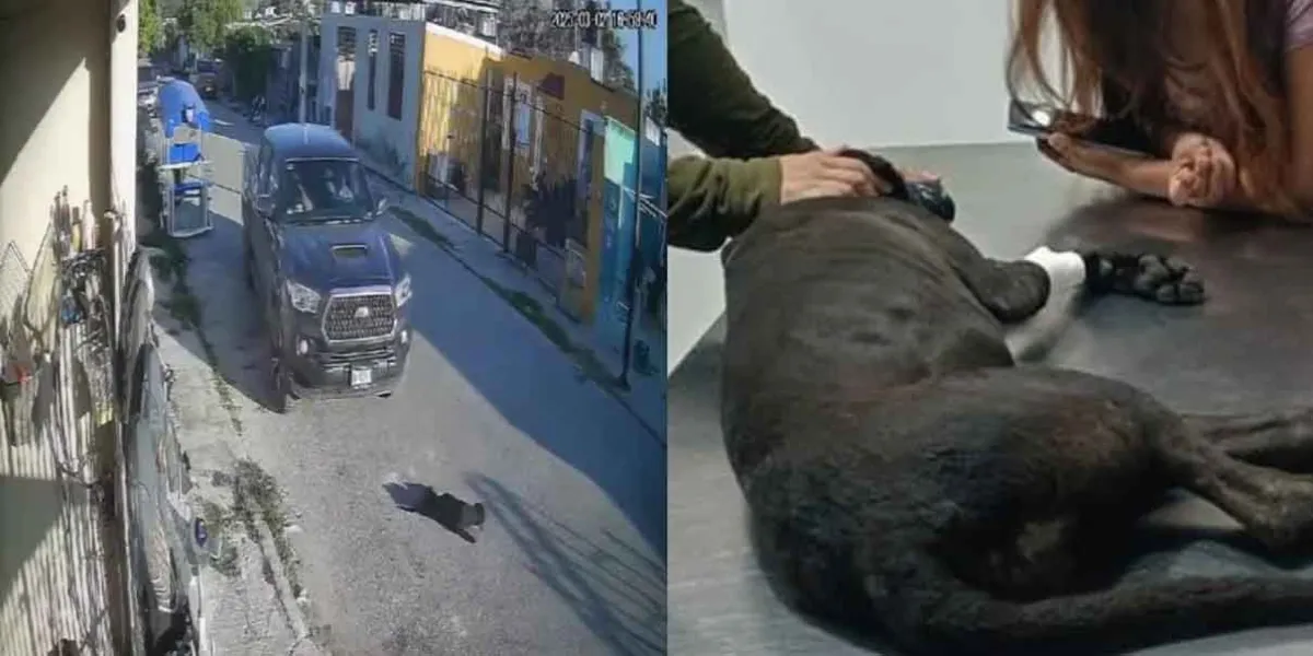 IMÁGENES SENSIBLES muestran a perrita ATROPELLADA TRES VECES en Yucatán