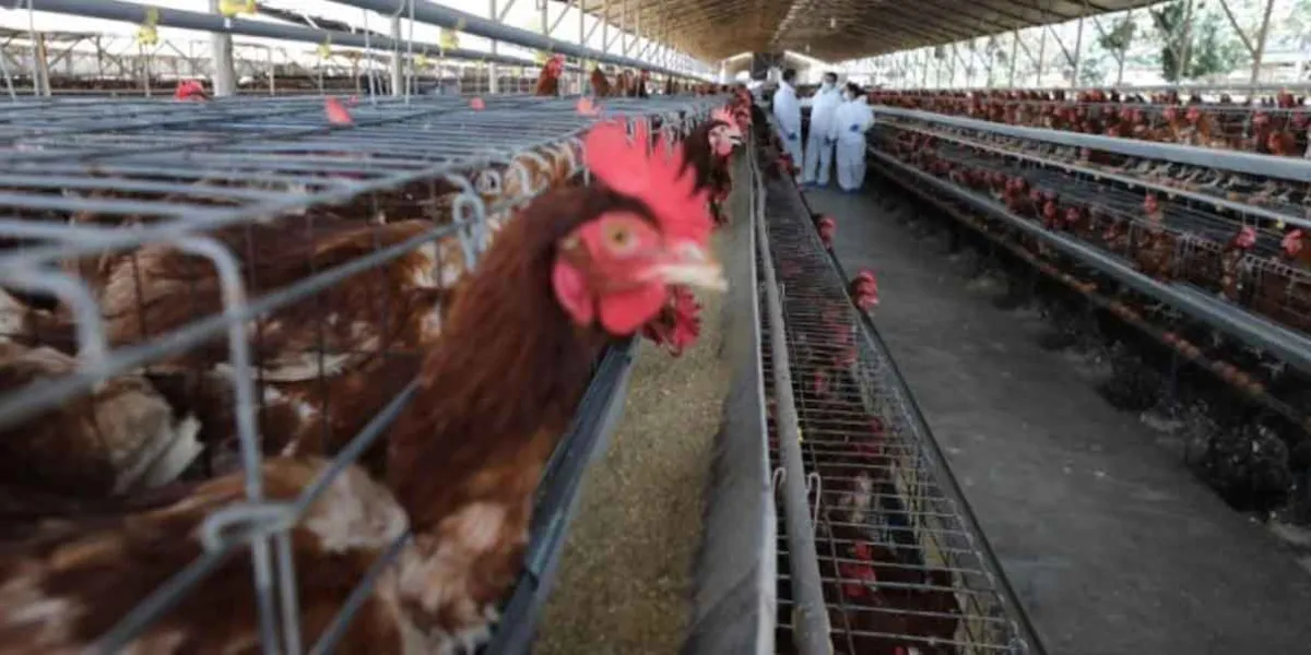 México reporta primer caso humano de gripe aviar, confirma la Secretaría de Salud