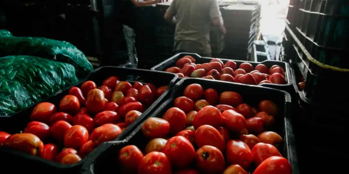 México busca frenar castigo al jitomate en EE.UU. antes de 90 días