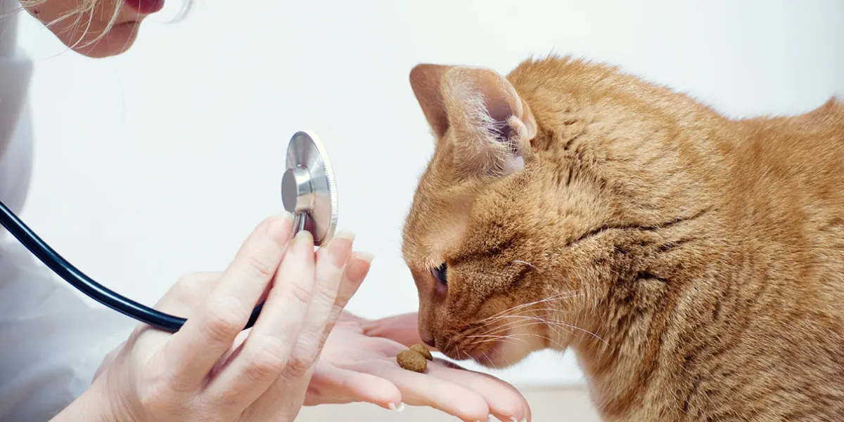 Toxoplasma: El parásito que transforma ratas en amantes suicidas de gatos