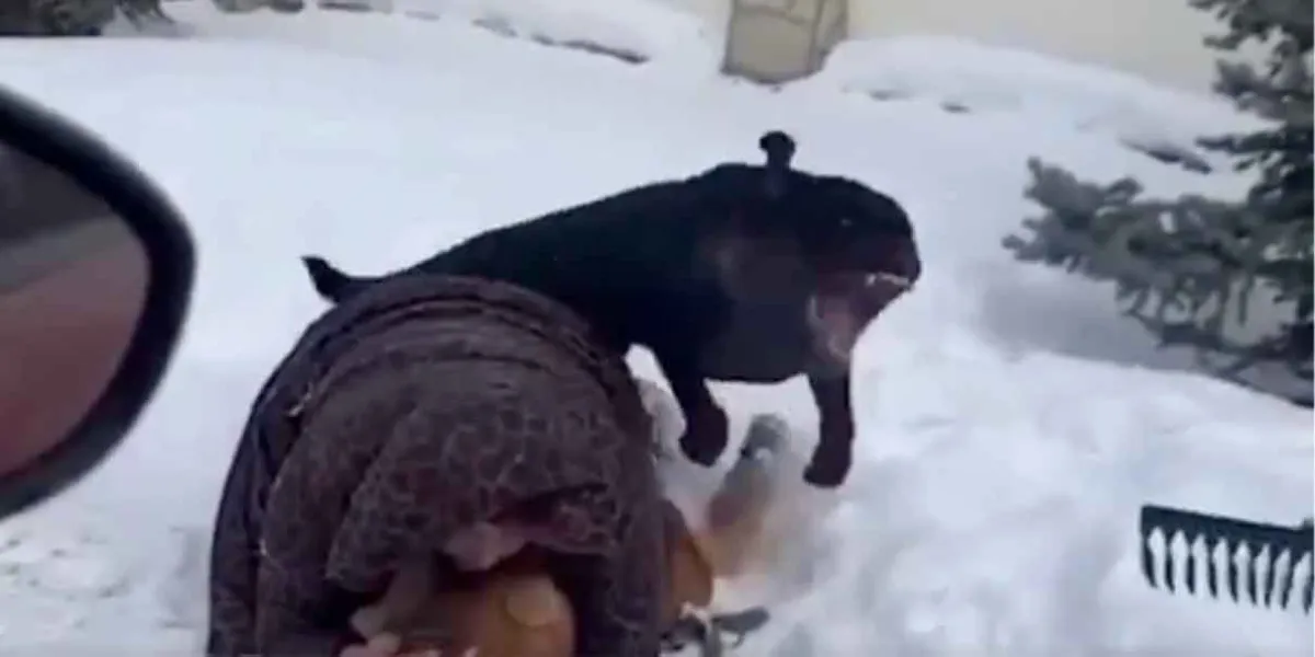 VIDEO. Madre defiende a su hijo del ataque de un rottweiler