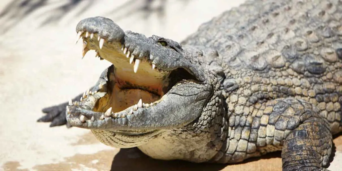 VIDEO. "El giro de la muerte" aplica gigante cocodrilo a habitante de la playa Talise