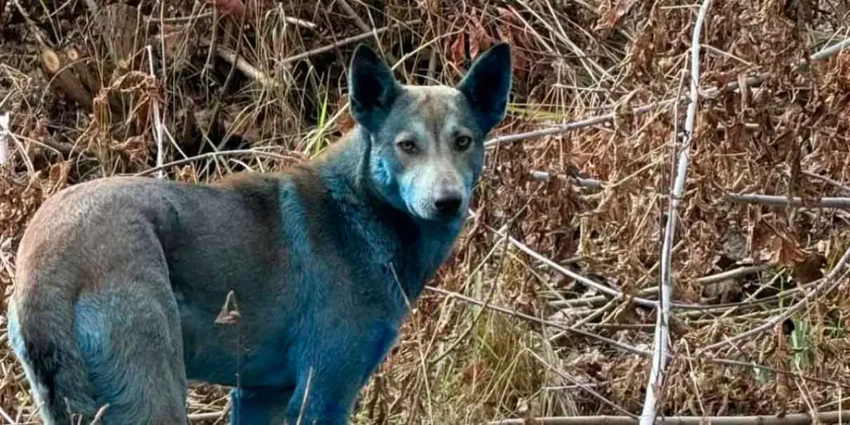 VIEO. Perros azules en Chernóbil sorprenden a científicos