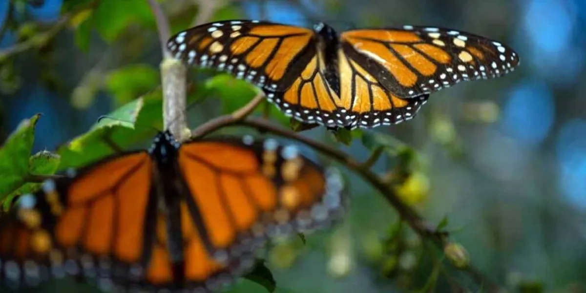 La primera mariposa monarca con GPS completa su viaje hasta Michoacán
