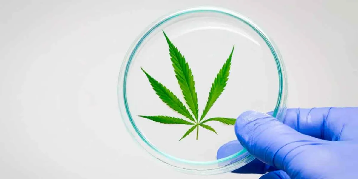 Revelan beneficios médicos del CANNABIS y alerta sobre riesgos crecientes