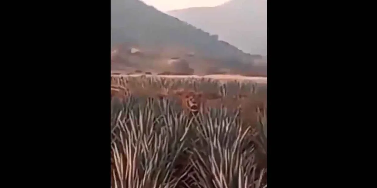 IMPOSIBLE. León aparece entre plantíos de agave en Nayarit y desata pánico entre trabajadores/VIDEO