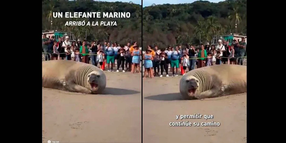 Enorme elefante marino sorprende en playas de Compostela en Nayarit
