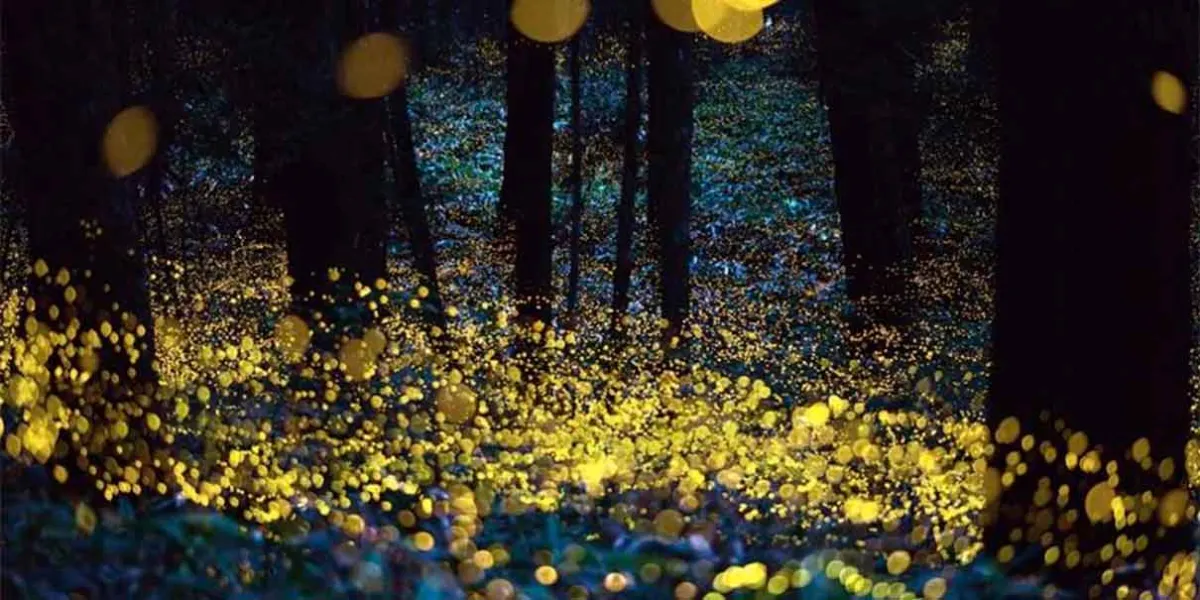 Santuario de las Luciérnagas en Amecameca: Un espectáculo natural imperdible cerca de CDMX