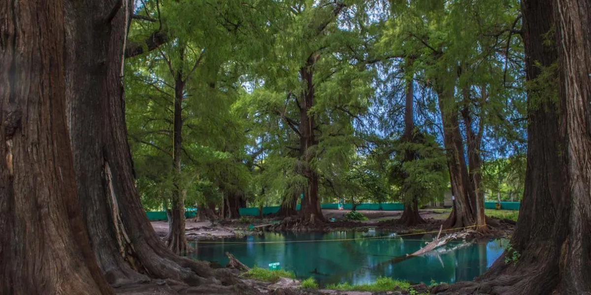 Visita Los Ahuehuetes de Tepeojuma, el destino natural imperdible de Puebla