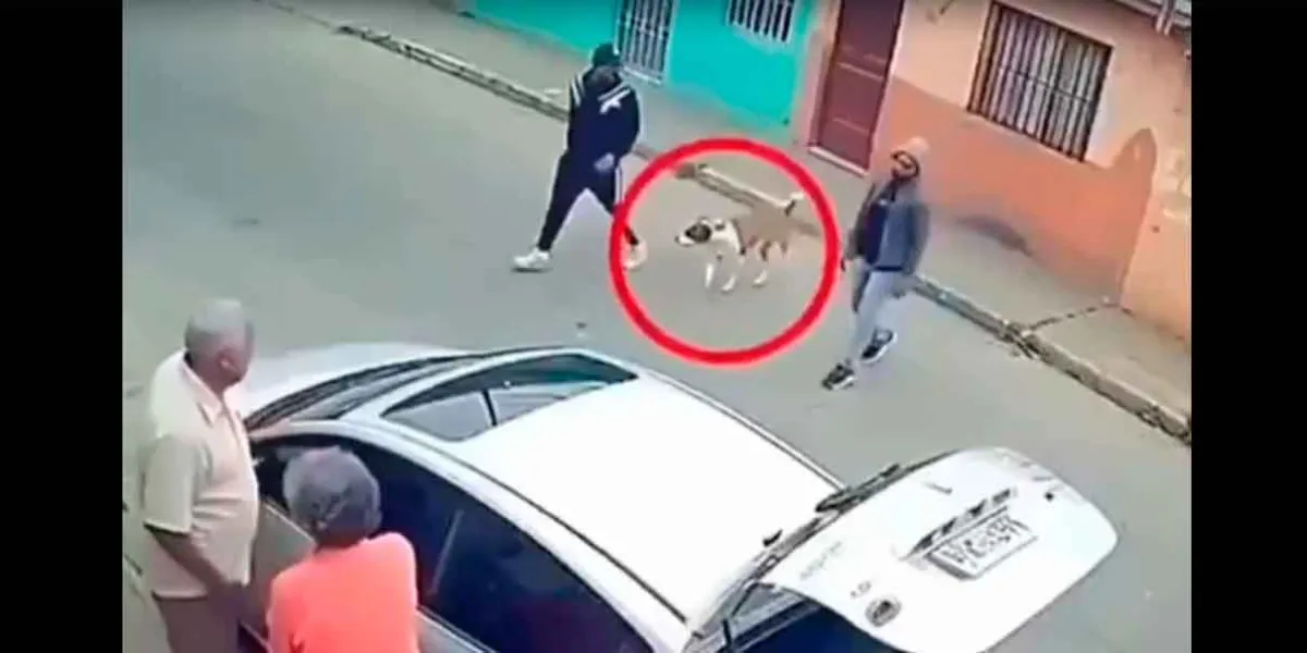 VIDEO. Perro callejero evita robo y se vuelve héroe al defender a pareja de adultos mayores