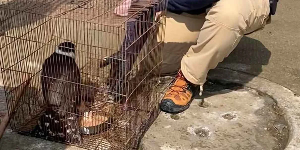  Rescatan y salvan a un Halcón en Nopala, Huauchinango