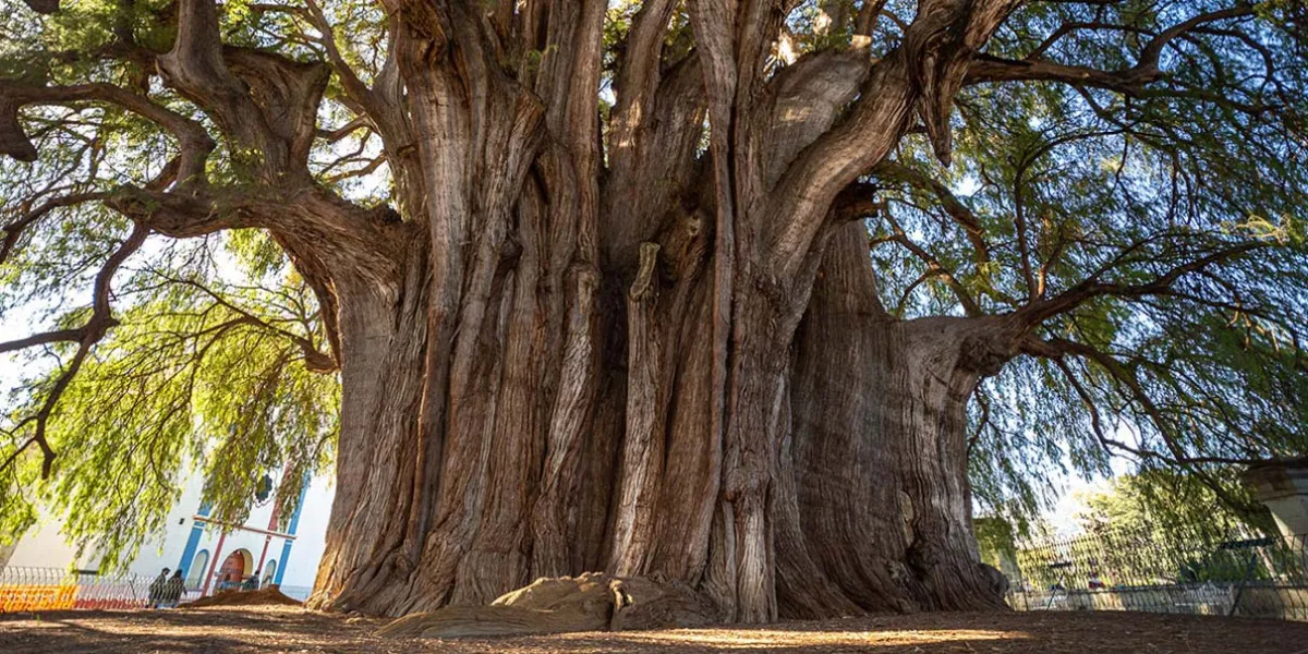 Árbol del Tule en Oaxaca: historia, misterio y el árbol más ancho del mundo