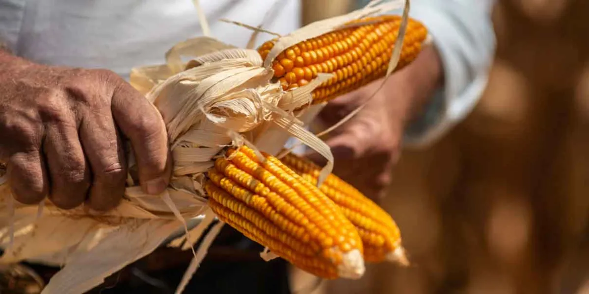 Compra de maíz a Estados Unidos rompe récord en 2026 pese a tensiones comerciales