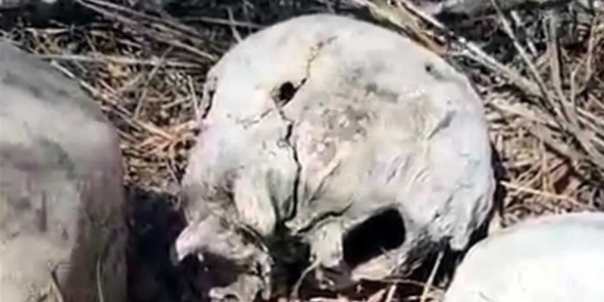 Hallan restos calcinados de 14 personas en Reynosa y advierten posible “zona de exterminio”