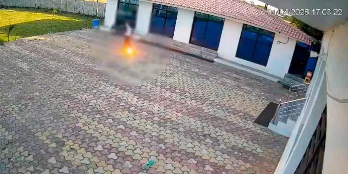 IMÁGENES SENSIBLES. Trabajador muere electrocutado en India al intentar ahuyentar a un mono