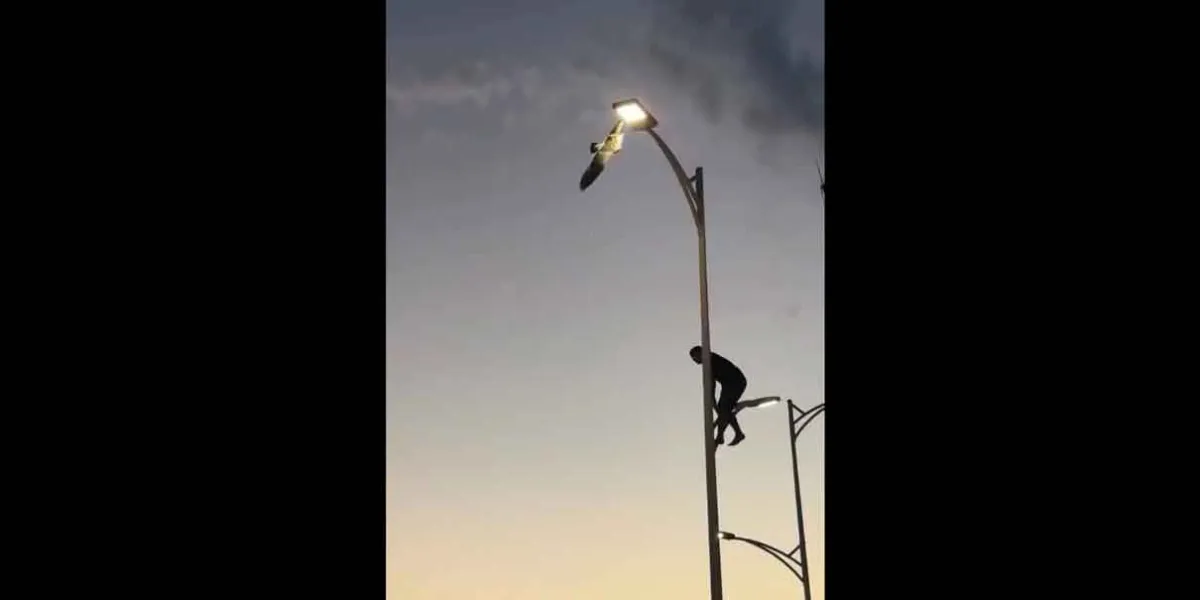 Joven rescata gaviota atorada en un poste en BCS  y se vuelve viral en redes sociales