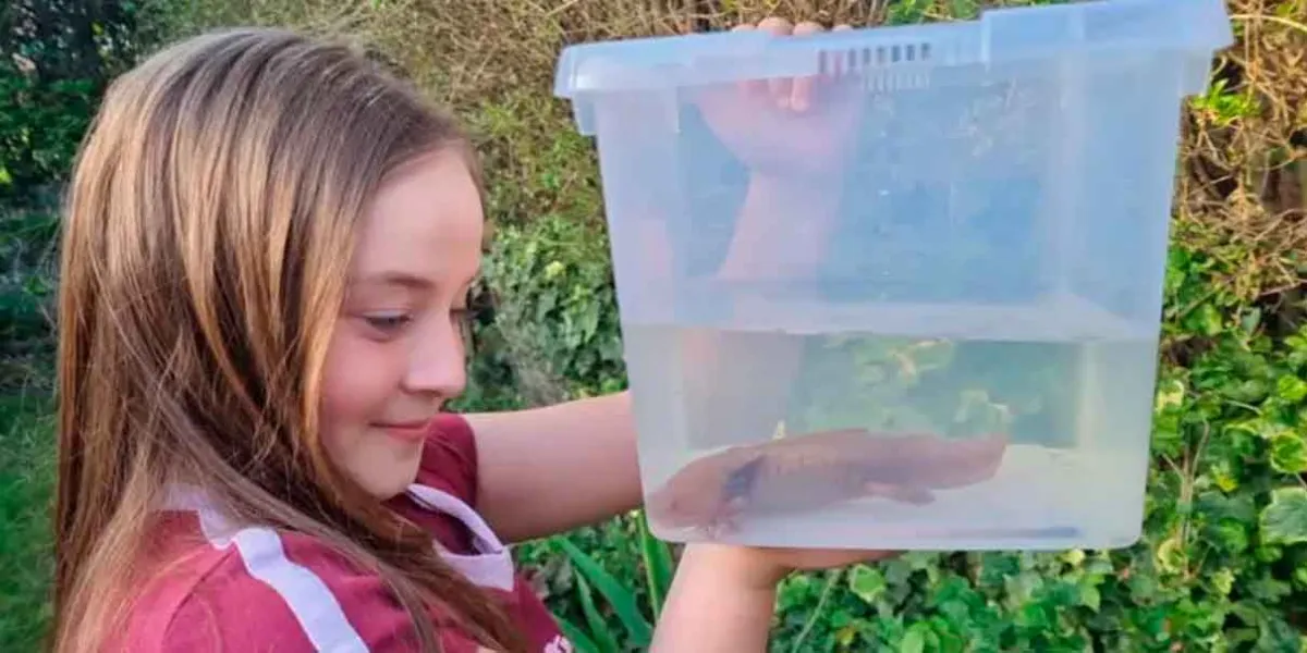 Niña encuentra un ajolote mexicano bajo un puente en Reino Unido. ¿Cómo apareció a miles de kilómetros de Xochimilco?