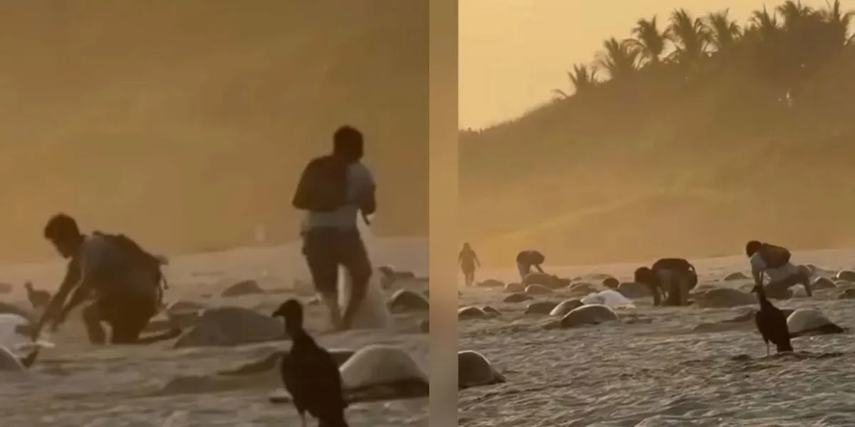 Sujetos roban huevos de tortuga en Playa Escobilla, Oaxaca