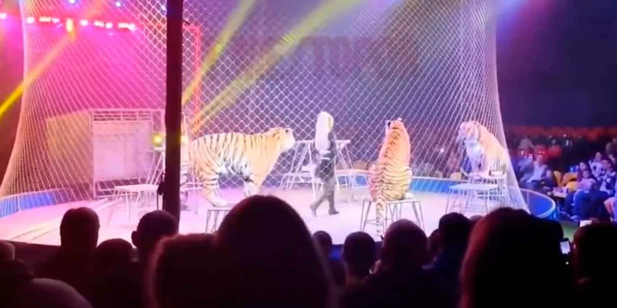 Tigre salta hacía el público en circo ruso tras falla de seguridad