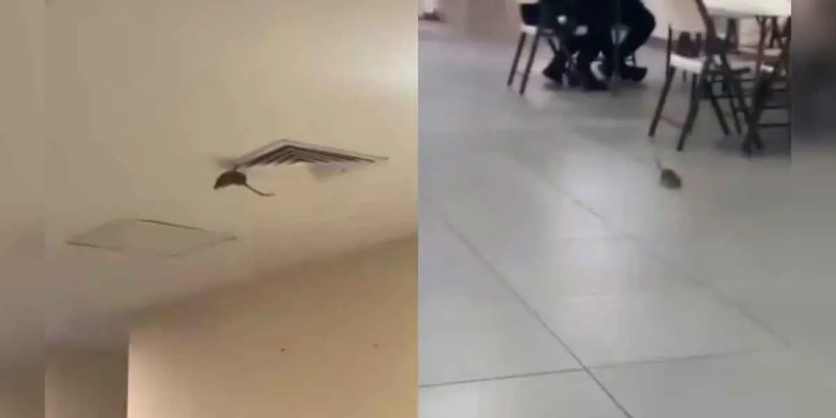 Rata aparece en la ventilación de hospital del IMSS en Sonora y genera pánico entre pacientes