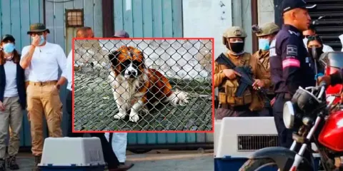 Cateo revela carnicería de perros en el Estado de México