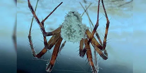 En Irlanda descubren hongo que transforma a las arañas en “zombies”